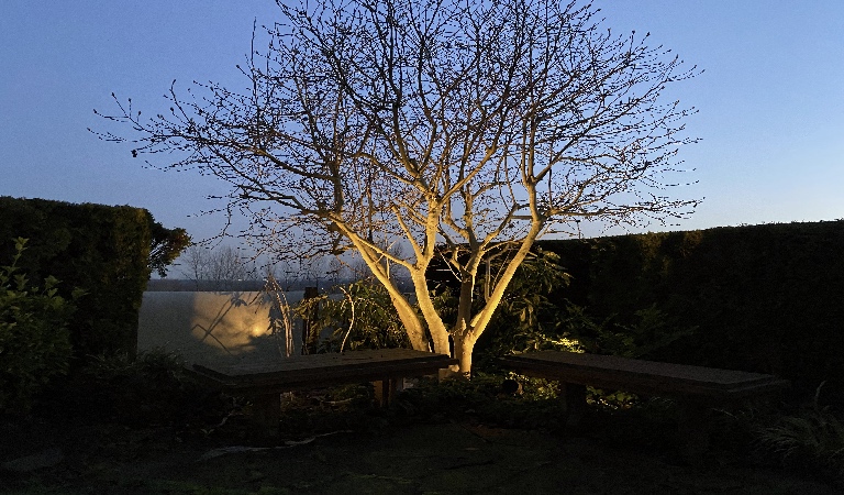 Spot Light - Tree